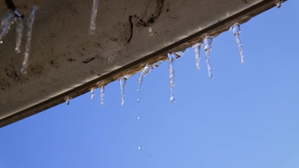 Tropft Wasser Aus Schmelzenden Eiszapfen Der Kommende Frühling Glänzt März — Stockvideo