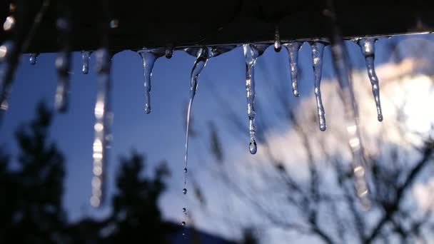 Drops Water Melting Icicles Coming Spring Shiny Clear Ice March — Stock Video
