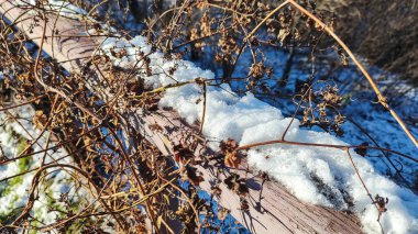 Dallar, kuru çimenler, güneşe karşı çiçekler kış karlı tarlalarda güneşli bir günde. Mevsimsel soğuk doğa geçmişi. Yabani bitkiler karla kaplıdır. Donmuş ince dallar makro. Hoarfrost. Buz kristalleri