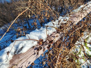 Dallar, kuru çimenler, güneşe karşı çiçekler kış karlı tarlalarda güneşli bir günde. Mevsimsel soğuk doğa geçmişi. Yabani bitkiler karla kaplıdır. Donmuş ince dallar makro. Hoarfrost. Buz kristalleri