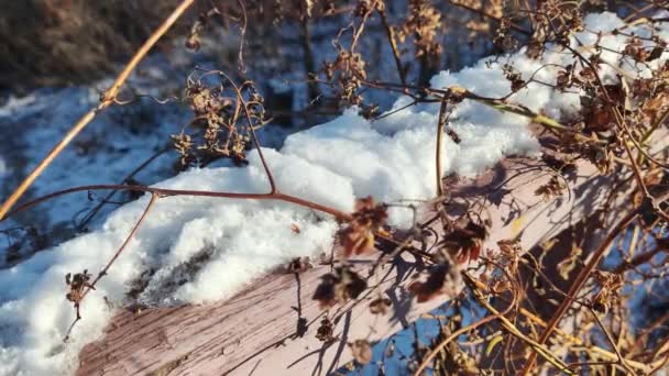 乾燥した草 冬の雪のフィールドで晴れた日の間に太陽に対して花 季節的な寒い自然の背景 野生植物は雪で覆われている フロスティーなツイッグマクロ フロスト アイスクリスタル — ストック動画