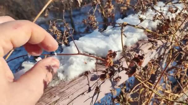 Gałęzie Sucha Trawa Kwiaty Przed Słońcem Słoneczny Dzień Zimowy Śnieżny — Wideo stockowe