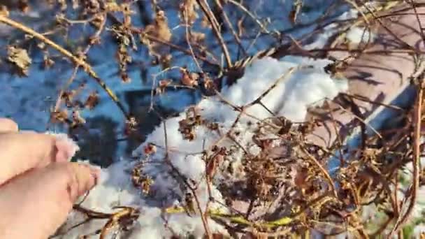 Ramos Grama Seca Flores Contra Sol Durante Dia Ensolarado Inverno — Vídeo de Stock