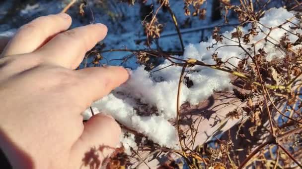 乾燥した草 冬の雪のフィールドで晴れた日の間に太陽に対して花 季節的な寒い自然の背景 野生植物は雪で覆われている フロスティーなツイッグマクロ フロスト アイスクリスタル — ストック動画