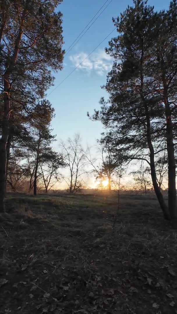 Natuurlijk Landschap Verticale Video Zonsondergang Landschap Met Water Bos Prachtige — Stockvideo
