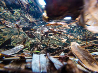 Yapraklar suda. Su altı fotoğrafçılığı. Sonbahar yaprakları suyun altında tatlı su akıyor..