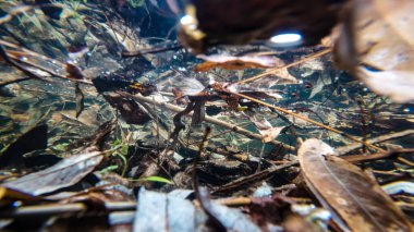 Yapraklar suda. Su altı fotoğrafçılığı. Sonbahar yaprakları suyun altında tatlı su akıyor..