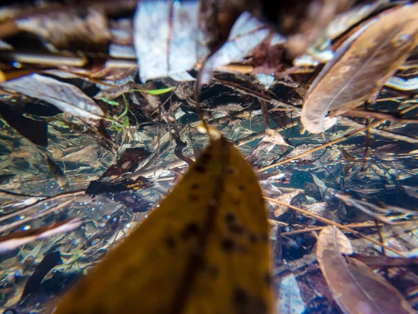 Yapraklar suda. Su altı fotoğrafçılığı. Sonbahar yaprakları suyun altında tatlı su akıyor..