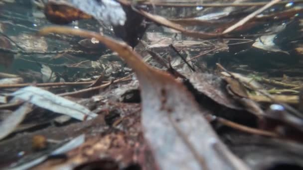 Листья Воде Подводная Фотография Осенние Листья Пресноводной Реки — стоковое видео