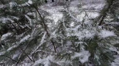 Karda genç çam ağaçları. Genç çam ağacının narin dalındaki ilk kar. Yakın çekim, dar bir alan derinliği. Sağa çevir.