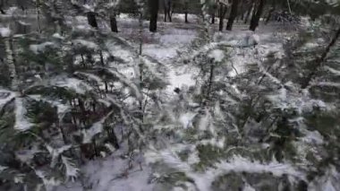 Karda genç çam ağaçları. Genç çam ağacının narin dalındaki ilk kar. Yakın çekim, dar bir alan derinliği. Sağa çevir.