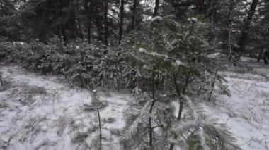 Karda genç çam ağaçları. Genç çam ağacının narin dalındaki ilk kar. Yakın çekim, dar bir alan derinliği. Sağa çevir.