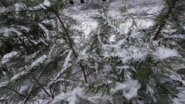 Jonge Dennenbomen Sneeuw Eerste Sneeuw Delicate Tak Van Jonge Dennenboom — Stockvideo