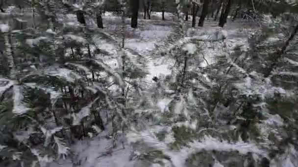Karda Genç Çam Ağaçları Genç Çam Ağacının Narin Dalındaki Ilk — Stok video