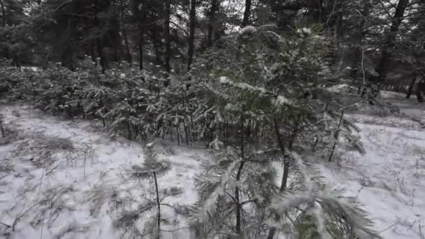 Junge Kiefern Schnee Der Erste Schnee Auf Dem Zarten Zweig — Stockvideo