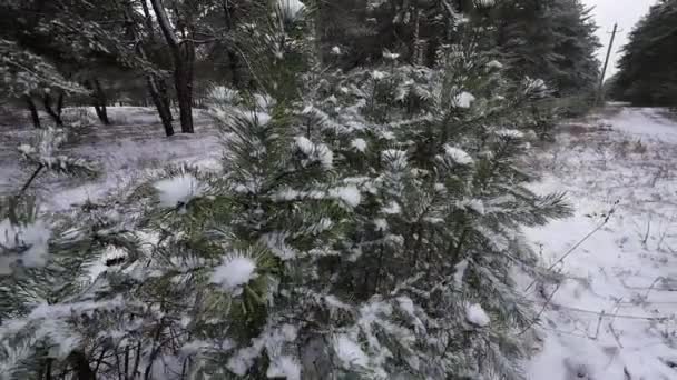 雪の中の若い松の木 若い松の木の繊細な枝の最初の雪 狭い深さのフィールドでクローズアップタイトショット — ストック動画