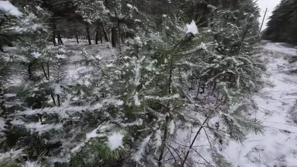 雪の中の若い松の木 若い松の木の繊細な枝の最初の雪 狭い深さのフィールドでクローズアップタイトショット — ストック動画