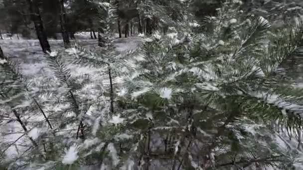 Fiatal Fenyőfák Hóban Első Fiatal Fenyőfa Törékeny Ágán Közelkép Feszes — Stock videók