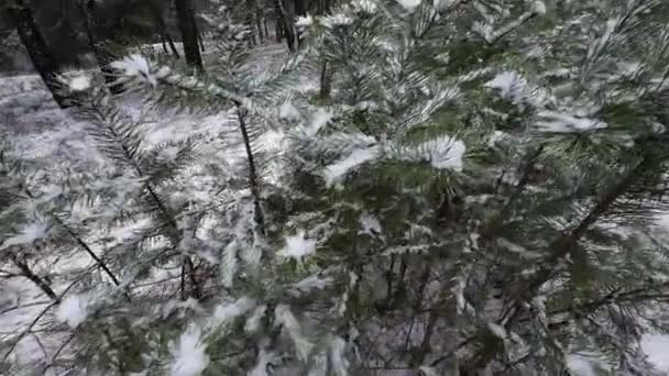 雪地上的松树 松树嫩枝上的初雪 特写镜头紧凑 视野狭窄 潘右脚 — 图库视频影像