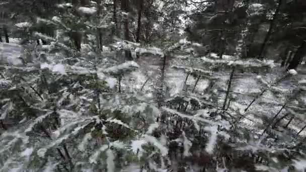 雪地上的松树 松树嫩枝上的初雪 特写镜头紧凑 视野狭窄 潘右脚 — 图库视频影像