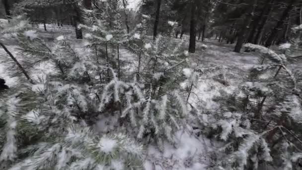 Karda Genç Çam Ağaçları Genç Çam Ağacının Narin Dalındaki Ilk — Stok video