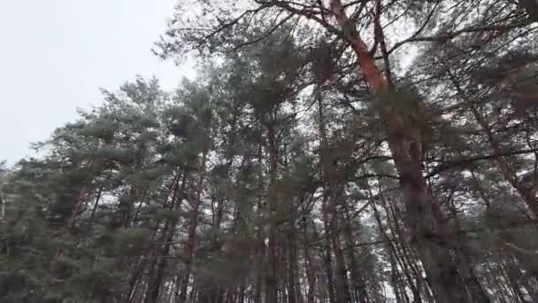 Aşağıdan Uzun Ağaçlar Görünüyor Uzun Çam Ağaçlarından Taçlar Aşağıdan Gökyüzüne — Stok video