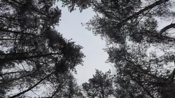 从下面看高大的树 一丛丛高大的松树 松树森林从下往下俯瞰天空 透过树木看天空 天空透过松林的树冠 — 图库视频影像