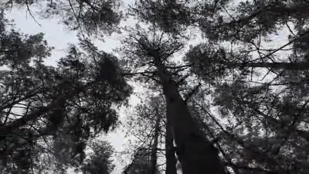 从下面看高大的树 一丛丛高大的松树 松树森林从下往下俯瞰天空 透过树木看天空 天空透过松林的树冠 — 图库视频影像