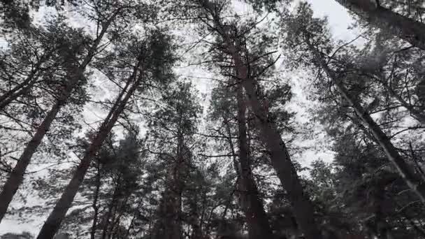 Blick Von Unten Auf Hohe Bäume Kronen Von Hohen Kiefern — Stockvideo