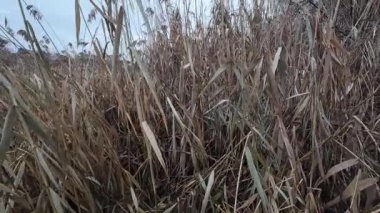 Nehir kıyısında kuru sazlıklar. Nehir şehir parkından akar. Kıyıda duran ağaçlar suya yansıyor. Nehir suyundaki kuru sazlıkların yansıması. Küçük dalgalar. Bulutlu hava.