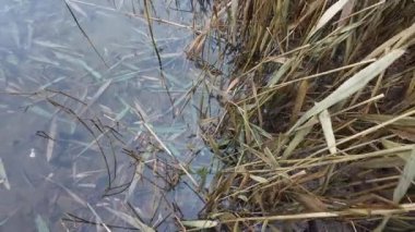 Nehir kıyısında kuru sazlıklar. Nehir şehir parkından akar. Kıyıda duran ağaçlar suya yansıyor. Nehir suyundaki kuru sazlıkların yansıması. Küçük dalgalar. Bulutlu hava.