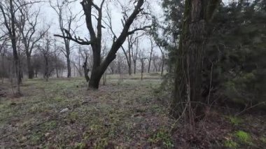 Karanlık yollarda bir yürüyüş. Eski terk edilmiş park. Terk edilmiş şehirlerin sokakları. Savaşın sonuçları. Harap şehir. Depresif yürüyüş. Bulutlu karanlık orman. Bulutlu bir günde yaşlı ağaçlar. 4k