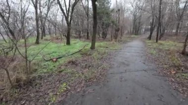 Karanlık yollarda bir yürüyüş. Eski terk edilmiş park. Terk edilmiş şehirlerin sokakları. Savaşın sonuçları. Harap şehir. Depresif yürüyüş. Bulutlu karanlık orman. Bulutlu bir günde yaşlı ağaçlar. 4k