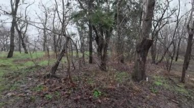 Karanlık yollarda bir yürüyüş. Eski terk edilmiş park. Terk edilmiş şehirlerin sokakları. Savaşın sonuçları. Harap şehir. Depresif yürüyüş. Bulutlu karanlık orman. Bulutlu bir günde yaşlı ağaçlar. 4k