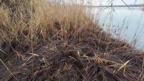 Nehir Kıyısında Kuru Sazlıklar Nehir Şehir Parkından Akar Kıyıda Duran — Stok video
