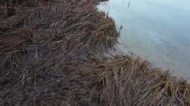 Cañas Secas Orilla Del Río Río Fluye Por Parque Ciudad — Vídeos de Stock