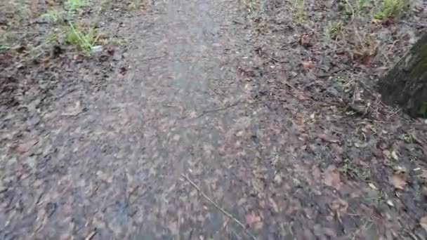 Een Wandeling Langs Donkere Paden Het Oude Verlaten Park Straten — Stockvideo