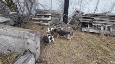 Sokaktaki küçük yavrular. Anne köpek sevgisi, sokak köpekleri. Sokakta terk edilmiş köpekler. Mutlu aile, şirin ve güzel köpek yavruları oynuyor. utangaç sokak köpekleri.