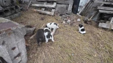 Sokaktaki küçük yavrular. Anne köpek sevgisi, sokak köpekleri. Sokakta terk edilmiş köpekler. Mutlu aile, şirin ve güzel köpek yavruları oynuyor. utangaç sokak köpekleri.