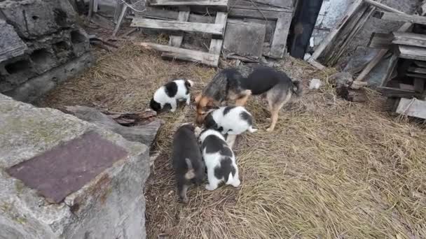 Cachorrinhos Rua Amor Cão Mãe Raça Comum Cães Rua Cães — Vídeo de Stock