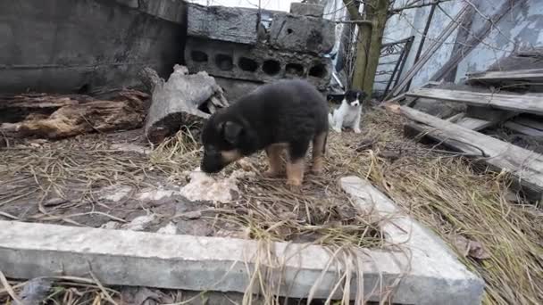Kleine Puppy Straat Liefde Voor Moederhond Gemeenschappelijk Ras Van Straathonden — Stockvideo