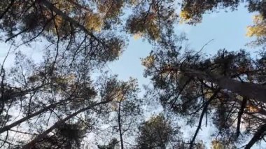 Çam ormanı. Ormanda gün doğumu ve günbatımı. Uzun ağaçlar. Güneş ağaçların arasından geçiyor. Doğa yürüyüşü. uzun çam ağaçları ve gökyüzü.