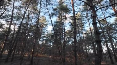 Çam ormanı. Ormanda gün doğumu ve günbatımı. Uzun ağaçlar. Güneş ağaçların arasından geçiyor. Doğa yürüyüşü. uzun çam ağaçları ve gökyüzü.