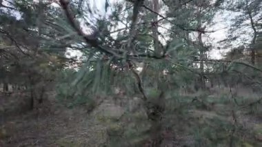 Çam ormanı. Ormanda gün doğumu ve günbatımı. Uzun ağaçlar. Güneş ağaçların arasından geçiyor. Doğa yürüyüşü. uzun çam ağaçları ve gökyüzü.