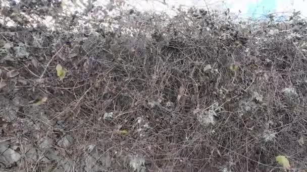 ドライブッシュ 白い乾燥した茂み 覆われた生きている塀 — ストック動画