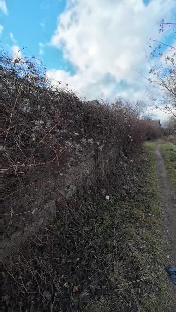 干灌木 白色干灌木 枯死的活栅栏 — 图库视频影像