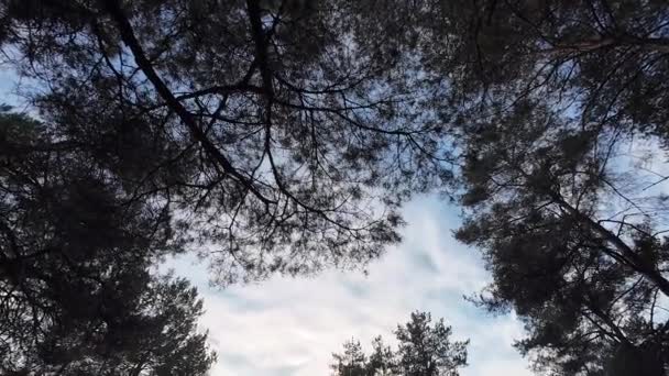 Foresta Pini Alba Tramonto Nella Foresta Alberi Alti Sole Tra — Video Stock