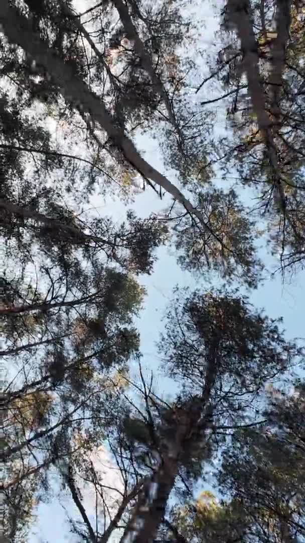 Kiefernwald Sonnenaufgang Und Sonnenuntergang Wald Hohe Bäume Sonne Durch Die — Stockvideo