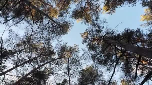 Foresta Pini Alba Tramonto Nella Foresta Alberi Alti Sole Tra — Video Stock