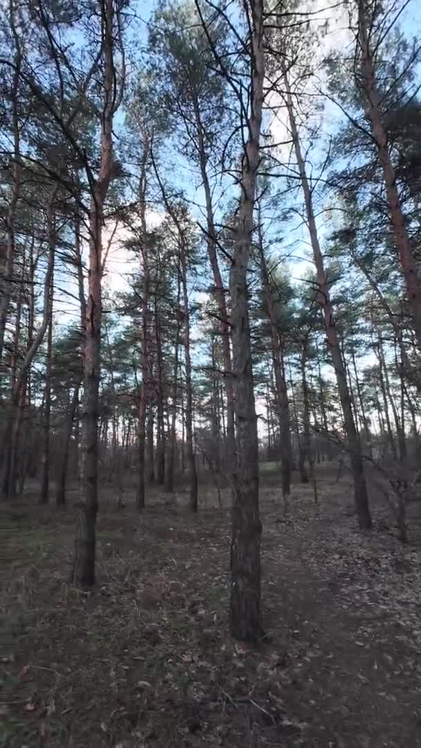 Pine Forest Sunrise Sunset Forest Tall Trees Sun Trees Walk — Stock Video